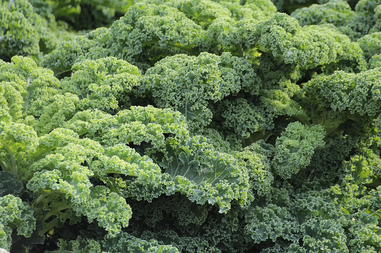 Folic acid: its advantages and where to find it