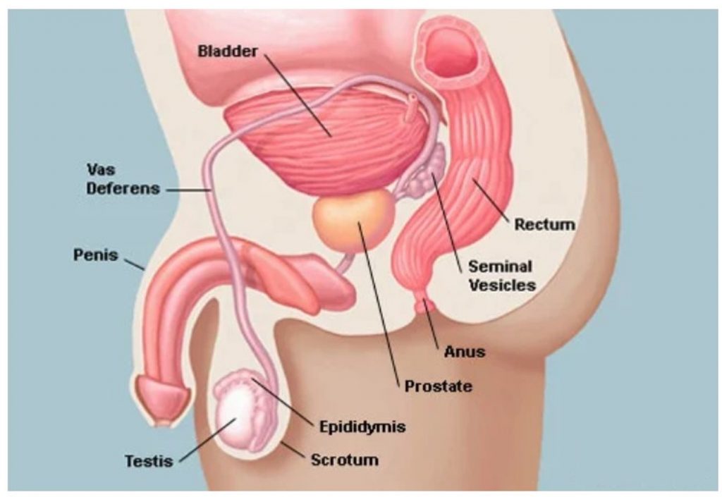 prostate gland