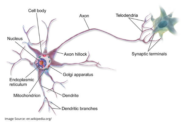 UNDERSTANDING NERVES AND NEURONS